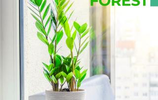 7600 Forest Featured image Baufens